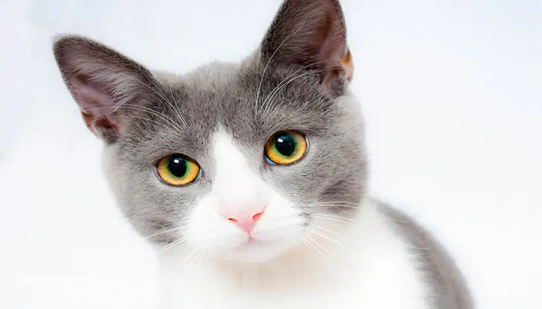 Gato cinza e branco olhando em direção à câmera - Post: Qual a melhor pipeta para gatos.