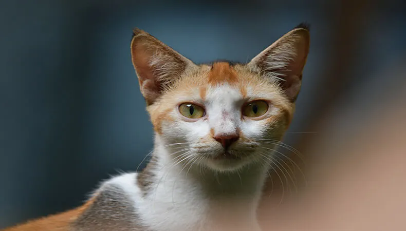Gato branco e laranja, com olhos verdes, olhando de frente para a câmera. - Post: Qual o melhor remédio para sarna de gato?